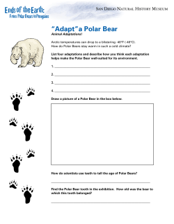 &ldquo;Adapt&rdquo;a Polar Bear