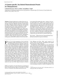 A Gamete-specific, Sex-limited Homeodomain Protein in