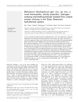 Balnearium lithotrophicum gen. nov., sp. nov., a novel thermophilic