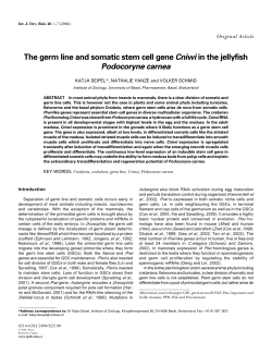 The germ line and somatic stem cell gene Cniwi in the jellyfish