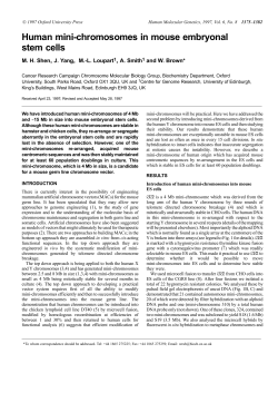 Human mini-chromosomes in mouse embryonal stem cells