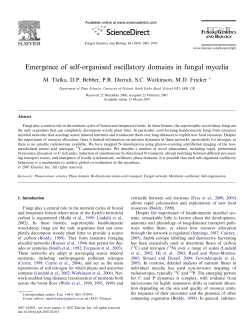 Emergence of self-organised oscillatory domains in fungal mycelia