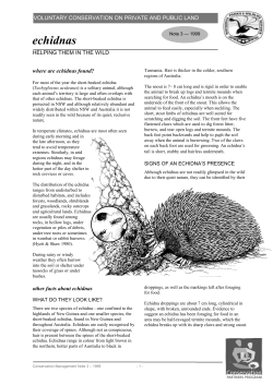 Echidnas factsheet (PDF - 376KB)