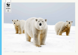 Polar Bear Explore