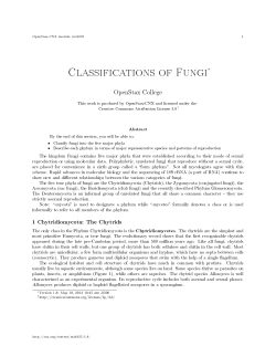 Classifications of Fungi