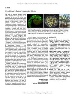 A Breakthrough in Monocot Transformation Methods