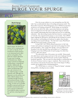 Saving Utah`s Landscape, Purge Your Spruge