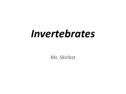 Invertebrates