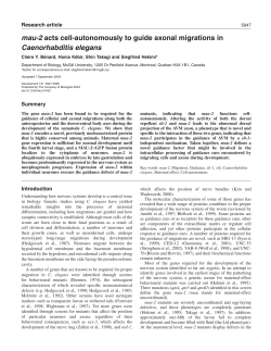 mau-2 acts cell-autonomously to guide axonal
