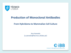 Antibodies