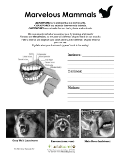 6 (Teeth)