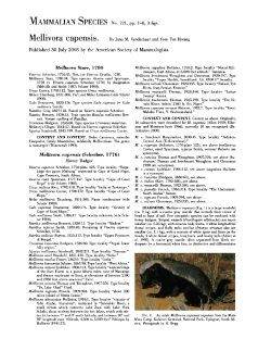 Mellivora capensis.