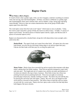 Raptor Facts - WanderOutdoors