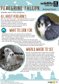 Peregrine falcon factsheet