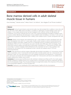 Bone marrow derived cells in adult skeletal muscle tissue in humans