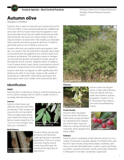 Autumn olive - Michigan Natural Features Inventory