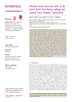 Inferring muscle functional roles of the ostrich