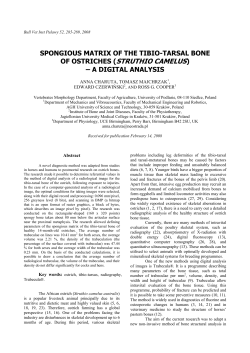OF OSTRICHES (STRUTHIO CAMELUS)