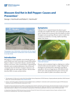Blossom-End Rot in Bell Pepper: Causes and Prevention1