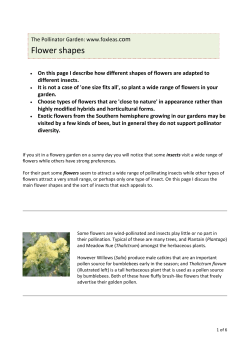 Flower shapes - The Pollinator Garden