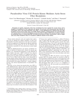 Pseudorabies Virus US3 Protein Kinase Mediates Actin