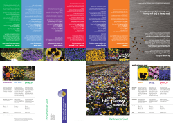 Pansy Potential - Ball Landscape