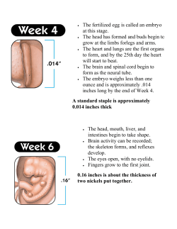 The fertilized egg is called an embryo at this stage. The head has