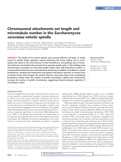 Chromosomal attachments set length and microtubule number in the