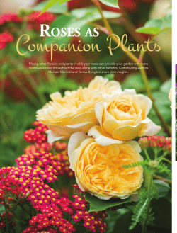 roses as - American Rose Society