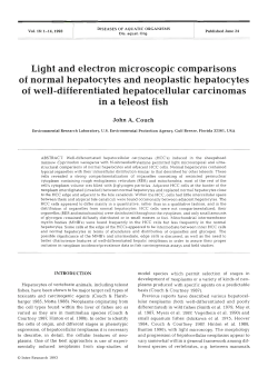Light and electron microscopic comparisons of normal hepatocytes