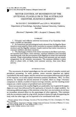 motor control of movements of the antennal flagellum in the
