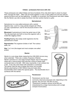 Protist info