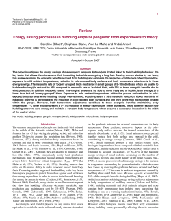 Review Energy saving processes in huddling emperor penguins