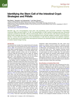 Identifying the Stem Cell of the Intestinal Crypt