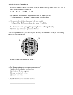 Mitosis: Practice Questions # 1