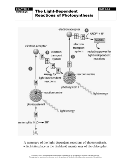 The Light-Dependent Reactions of Photosynthesis