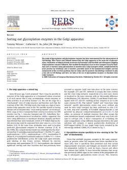 Sorting out glycosylation enzymes in the Golgi apparatus