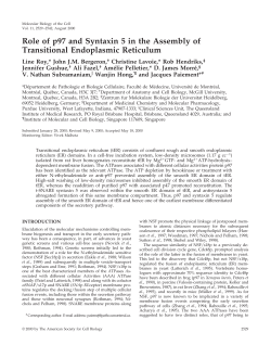 Role of p97 and Syntaxin 5 in the Assembly of