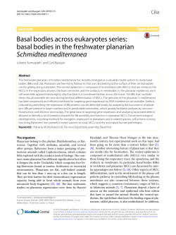 Basal bodies across eukaryotes series: basal bodies in the
