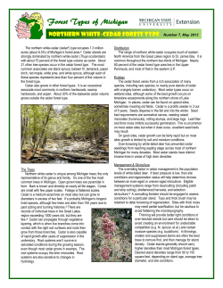 northern white-cedar forest type - Michigan Society of American