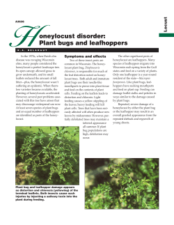 Honeylocust Disorder: Plant Bugs and Leafhoppers (A3636)
