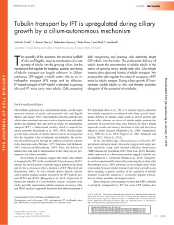 PDF: Tubulin transport by IFT is upregulated during ciliary growth by