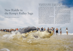 New Riddle in the Kemp`s Ridley Saga