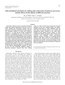 Odor-modulated orientation in walking male cockroaches