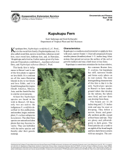Kupukupu Fern