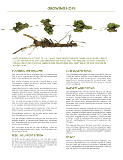 growing hops - Northern Brewer