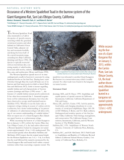 Occurance of a Western Spadefoot Toad in the burrow system of the