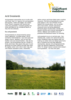 Acid Grasslands - Magnificent Meadows