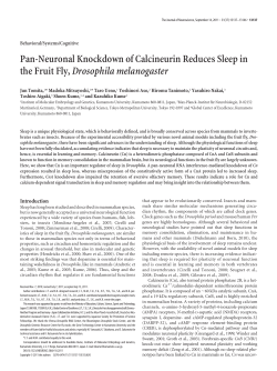 Pan-Neuronal Knockdown of Calcineurin Reduces Sleep in the Fruit