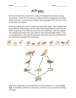 Food Webs - Ms. Amanda